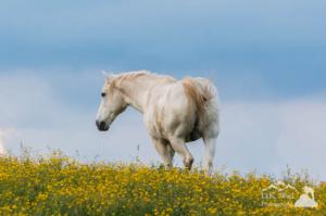 White Horse of Cataloochee Ranch